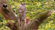 070803-Uhu03.JPG